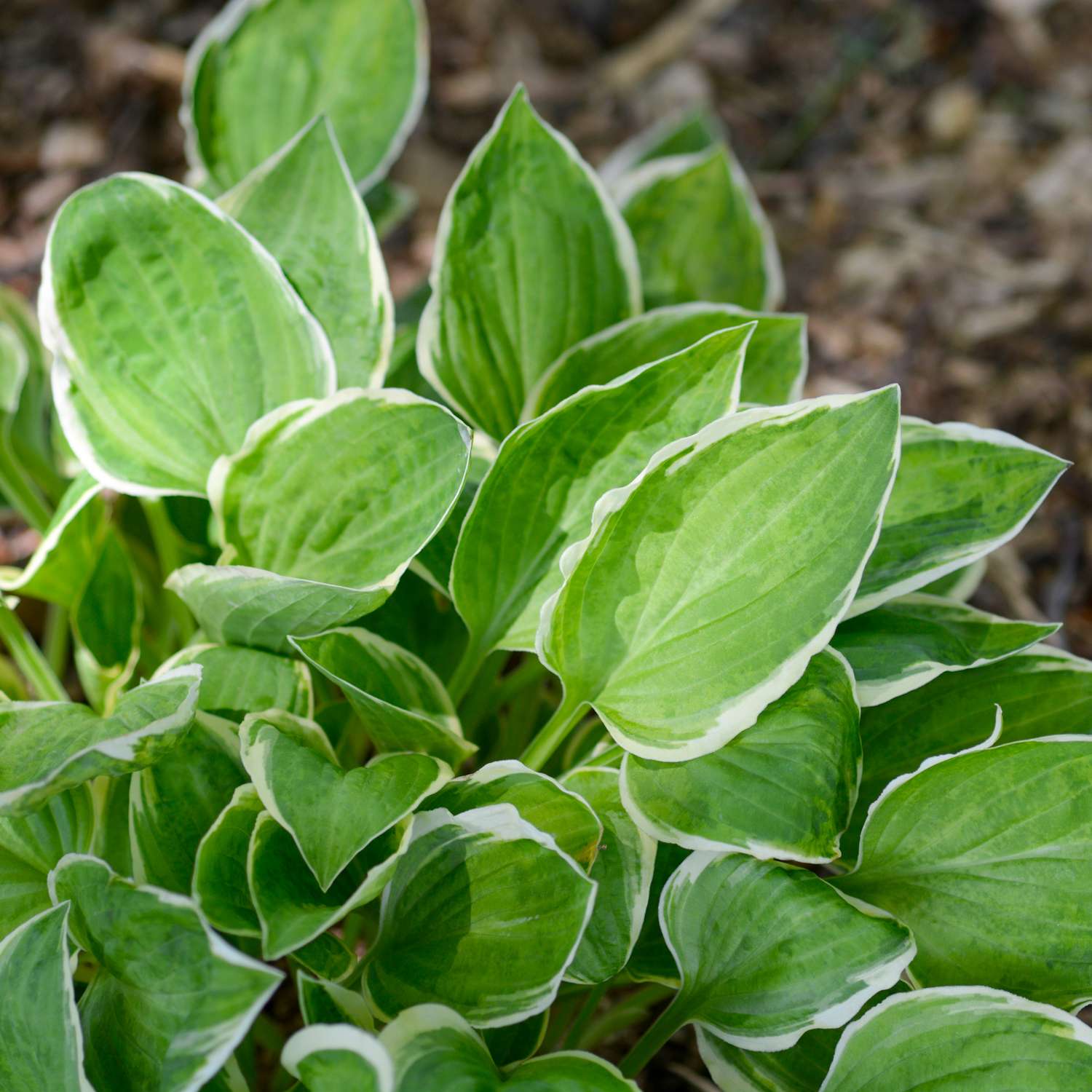 Horta ‘Diamond Tiara’